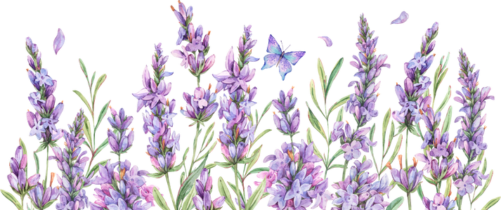 Watercolor lavender summer flowers