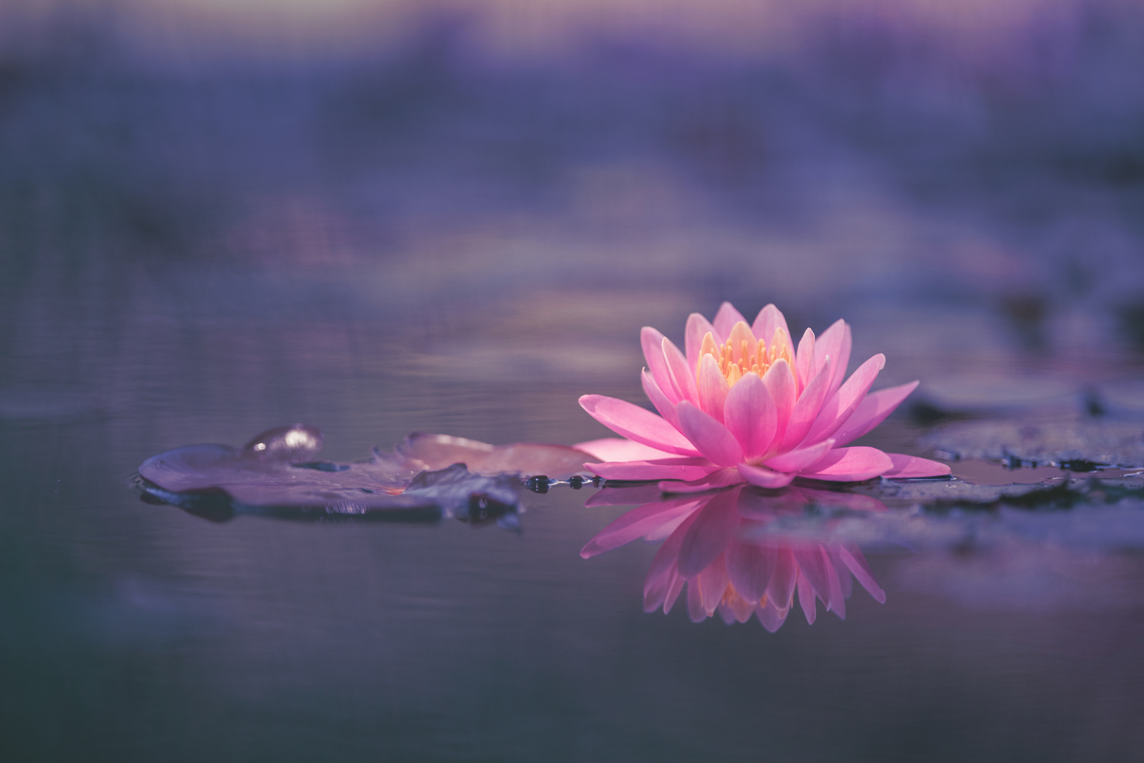 Lotus Flower or Water Lily